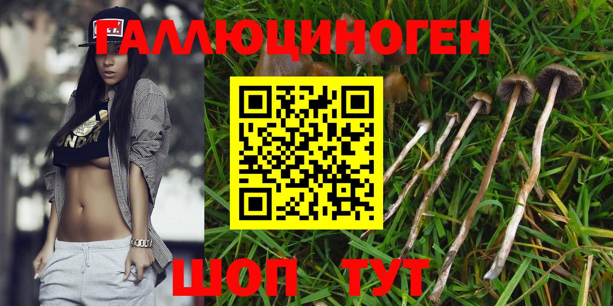 Галлюциногенные грибы Psilocybine cubensis  где купить наркоту  Чебоксары 